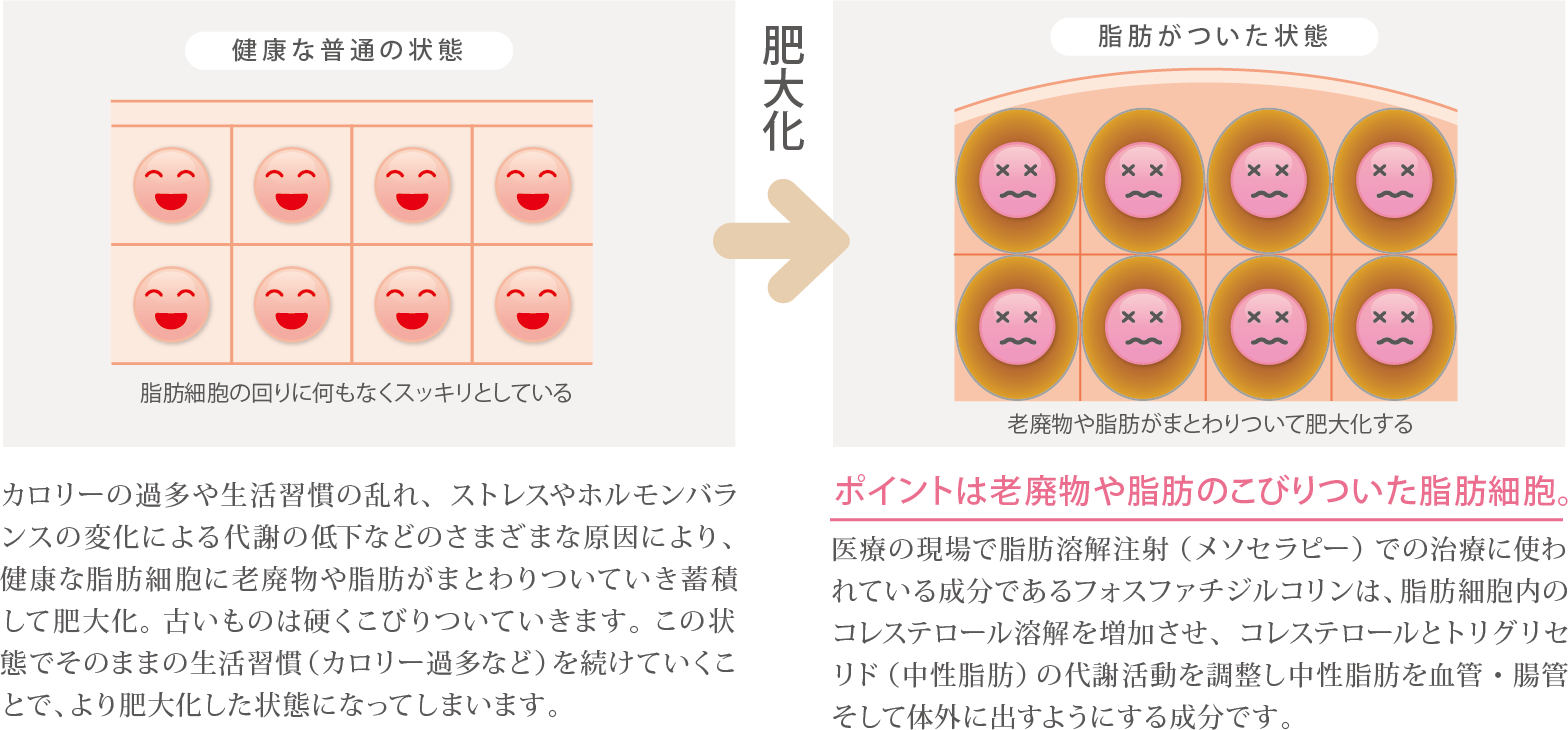 身体に脂肪がついた状態とは…