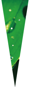 植物プラセンタ